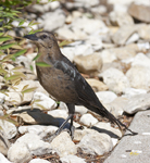 Great tailed Grackle 5778